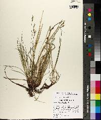 Carex albicans var. australis image