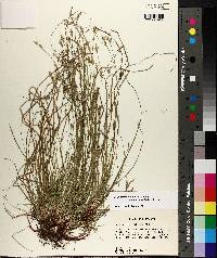 Carex albicans var. australis image