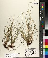 Carex albicans var. australis image