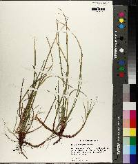 Carex nigromarginata image