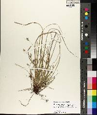 Carex nigromarginata image