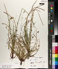 Carex nigromarginata image