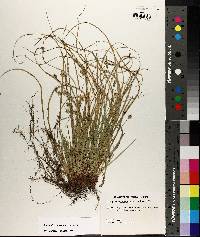 Carex nigromarginata image