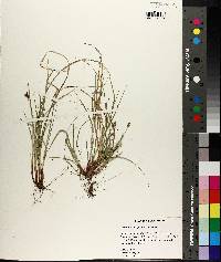 Carex nigromarginata image