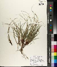 Carex nigromarginata image