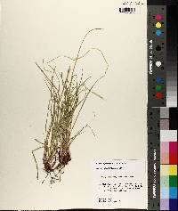 Carex nigromarginata image