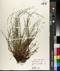 Carex nigromarginata image