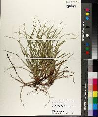 Carex nigromarginata image