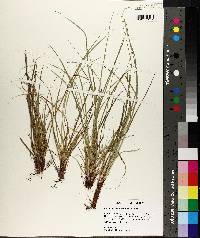 Carex nigromarginata image