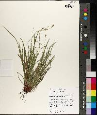 Carex nigromarginata image