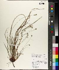 Carex nigromarginata image