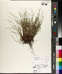 Carex reznicekii image