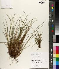 Carex umbellata image