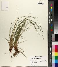 Carex umbellata image