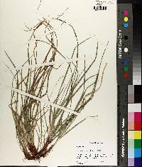 Carex umbellata image