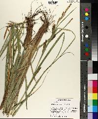 Carex hyalinolepis image