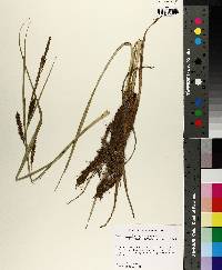 Carex hyalinolepis image