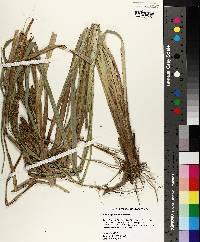 Carex hyalinolepis image