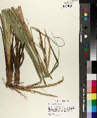 Carex hyalinolepis image