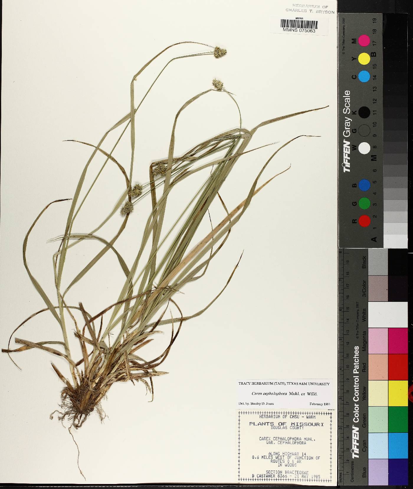 Carex cephalophora var. cephalophora image