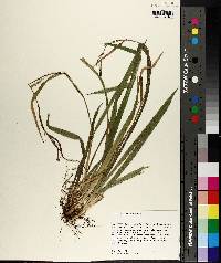 Carex striatula image