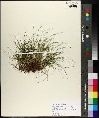 Carex leavenworthii image