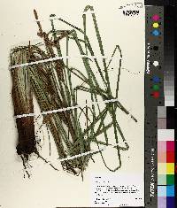 Carex glaucescens image