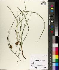 Carex squarrosa image