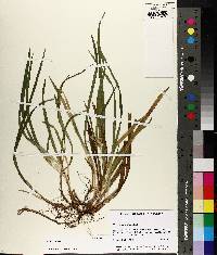 Carex abscondita image