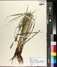 Carex fissa var. aristata image