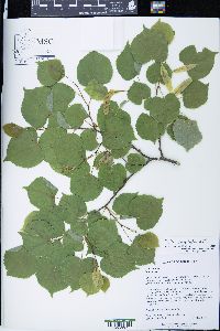 Tilia cordata image