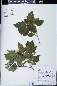 Acer ginnala image