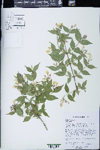 Kolkwitzia amabilis image