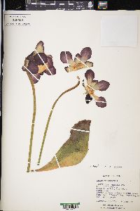 Sarracenia purpurea image