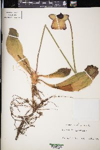 Sarracenia purpurea image