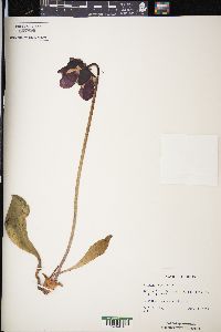 Sarracenia purpurea image