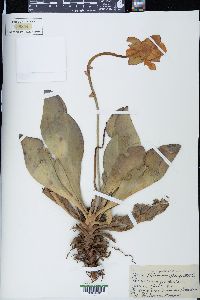 Sarracenia purpurea image