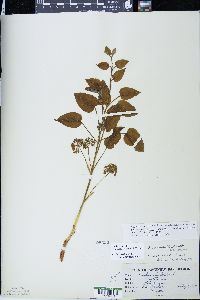 Smilax ecirrhata image