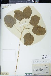 Smilax ecirrhata image