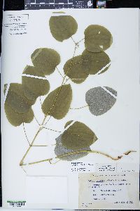 Smilax ecirrhata image