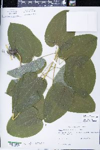 Smilax ecirrhata image