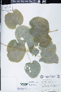 Smilax ecirrhata image