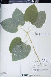 Smilax ecirrhata image