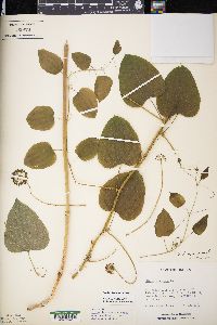 Smilax lasioneura image