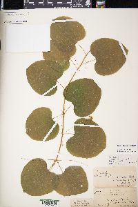 Smilax lasioneura image