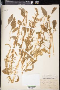 Amaranthus tuberculatus image