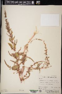 Amaranthus tuberculatus image