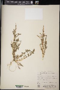 Amaranthus tuberculatus image