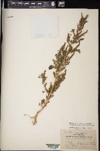 Amaranthus tuberculatus image