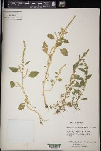 Amaranthus tuberculatus image